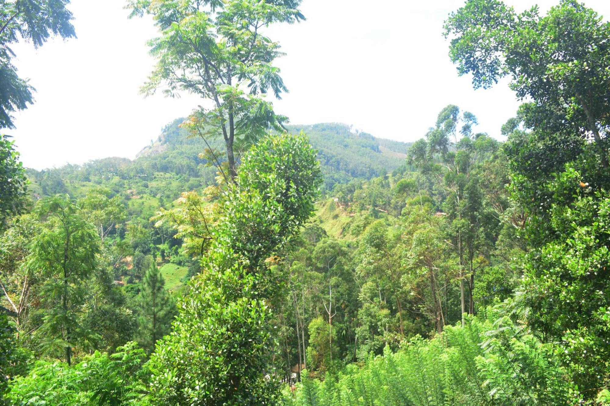 Racy Nature Cottage Ella Esterno foto